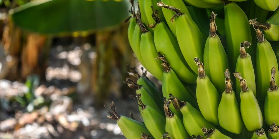 sectors Photo credit: Arminas Raudys, Pexels License
https://www.pexels.com/photo/banana-tree-802783